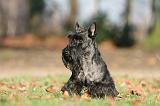 SCOTTISH TERRIER 031